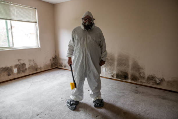 Mold Removal Process in North Haledon, NJ